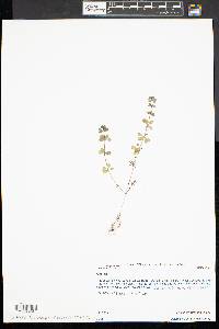 Galium asprellum image
