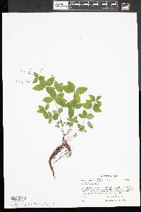 Galium lanceolatum image