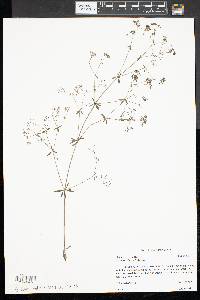Galium palustre image