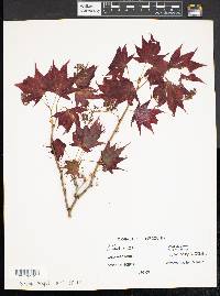 Acer palmatum image