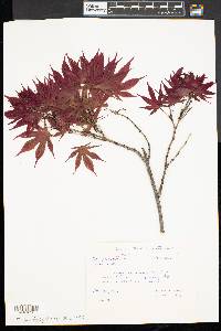 Acer palmatum image