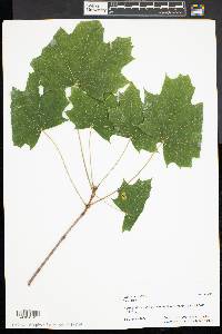 Acer platanoides image