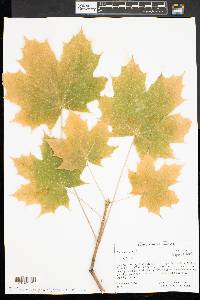 Acer platanoides image