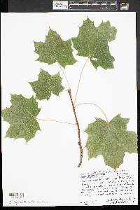 Acer platanoides image
