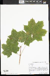 Acer platanoides image