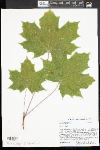 Acer platanoides image