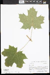 Acer platanoides image