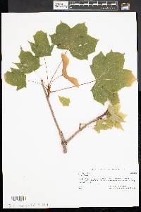 Acer platanoides image