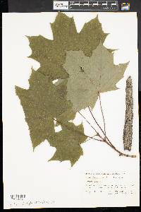 Acer platanoides image