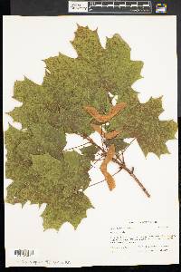 Acer platanoides image