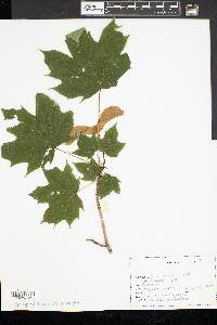 Acer platanoides image