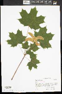 Acer pseudoplatanus image