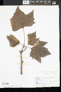 Acer pseudoplatanus image