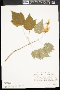 Acer spicatum image