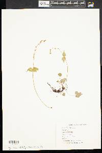Mitella diphylla image