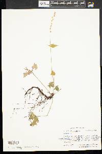 Mitella diphylla image