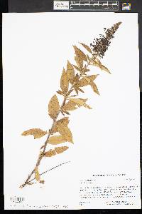 Buddleja davidii image