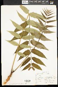 Ailanthus altissima image