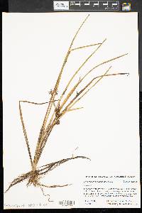 Sparganium angustifolium image
