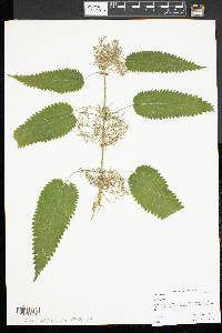 Urtica dioica image