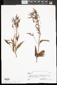 Verbena hastata image