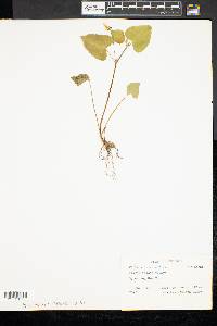 Viola pubescens var. scabriuscula image