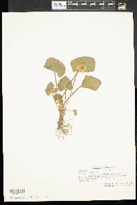 Viola pallens image
