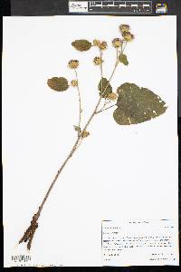 Arctium minus image