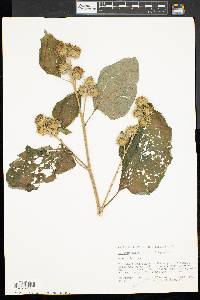 Arctium minus image