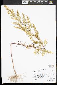 Artemisia annua image