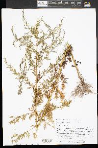 Artemisia biennis image