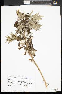 Artemisia vulgaris image