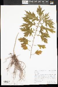 Artemisia vulgaris image