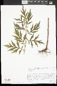 Artemisia vulgaris image