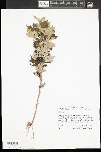 Artemisia vulgaris image