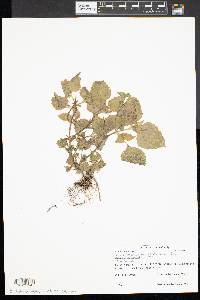 Galinsoga quadriradiata image