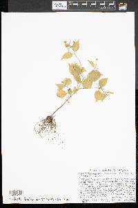 Galinsoga quadriradiata image