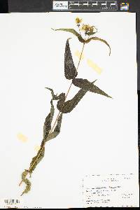 Helianthus divaricatus image