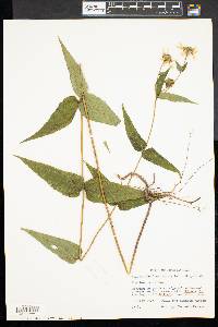 Helianthus divaricatus image