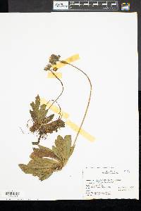 Hieracium aurantiacum image