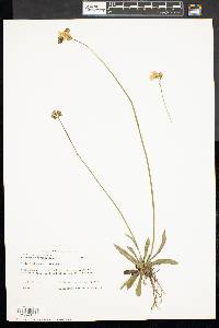 Hieracium caespitosum image