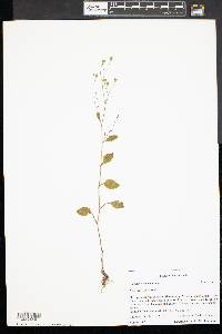 Hieracium paniculatum image