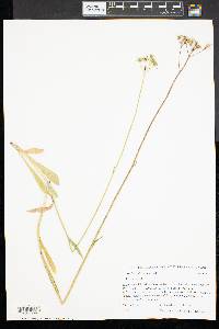 Hieracium piloselloides image