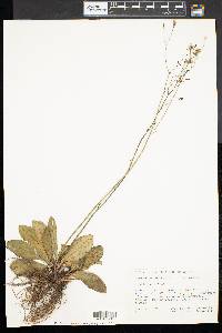 Hieracium venosum image