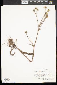 Picris hieracioides image