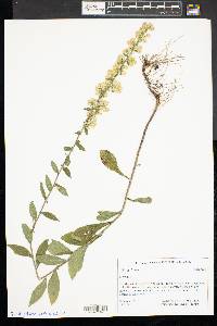 Solidago bicolor image