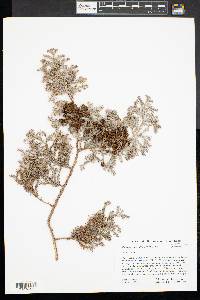 Chamaecyparis thyoides image
