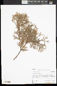 Platycladus orientalis image