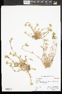 Cerastium fontanum subsp. vulgare image