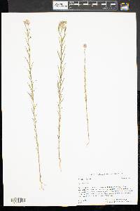 Polygala sanguinea image